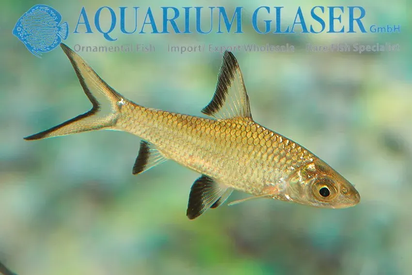 Näsets Ciklidhobby Silver Shark hajfisk 5–7 cm