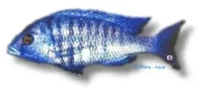Näsets Ciklidhobby annetens Chunky Hap ciklid 4–5 cm