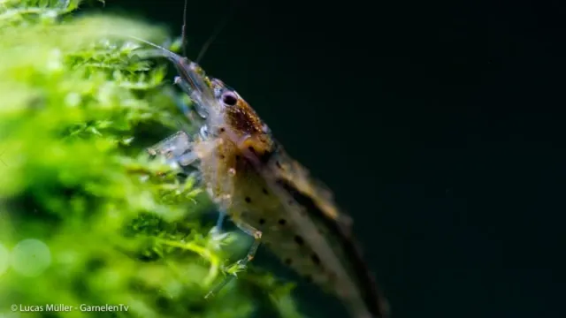 Garnelen TV Amanoräka Caridina multidentata räka XL