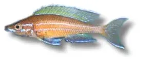 Näsets Ciklidhobby Paracyprichromis blue neon akvariefisk 4–5cm