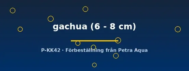 Näsets Channa gachua 6–8 cm akvariefisk rovfisk