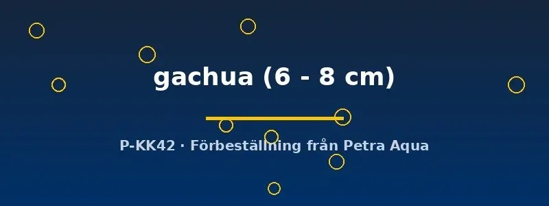 Näsets Channa gachua 6–8 cm akvariefisk rovfisk