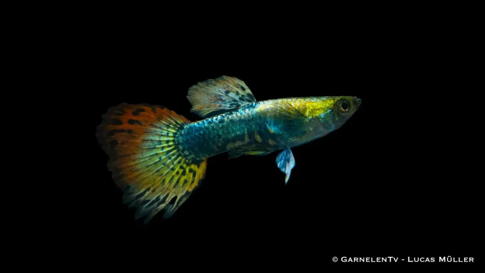 Garnelen TV Dumbo Ear Multicolor guppyhane 3–4 cm