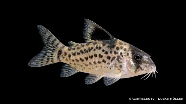 Garnelen TV Hoplisoma leucomelas pansarmal svartfenad stim