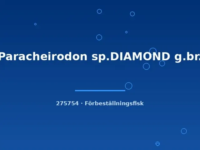 Näsets Ciklidhobby Paracheirodon sp. Diamond akvariefisk lg-xlg