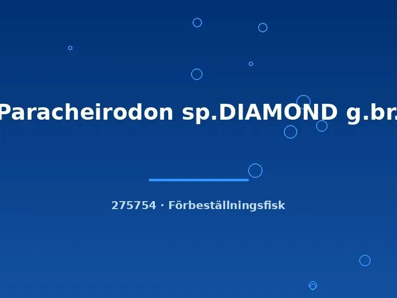 Näsets Ciklidhobby Paracheirodon sp. Diamond akvariefisk lg-xlg