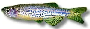 Näsets Ciklidhobby Leopard Danio Brachydanio frankei 2 cm akvariefisk stimfisk
