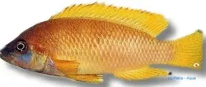 Näsets Ciklidhobby Mustax gold 4–5,5 cm ciklid Tanganyika
