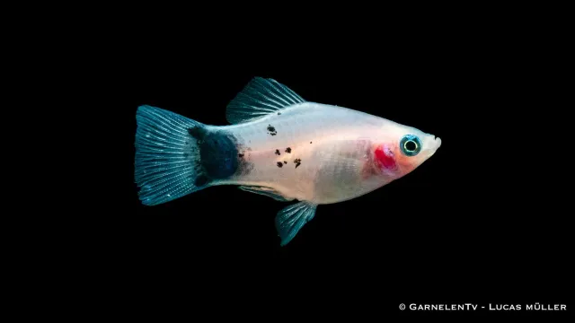 Garnelen TV White Mickey Mouse Xiphophorus maculatus platy 5–7 cm