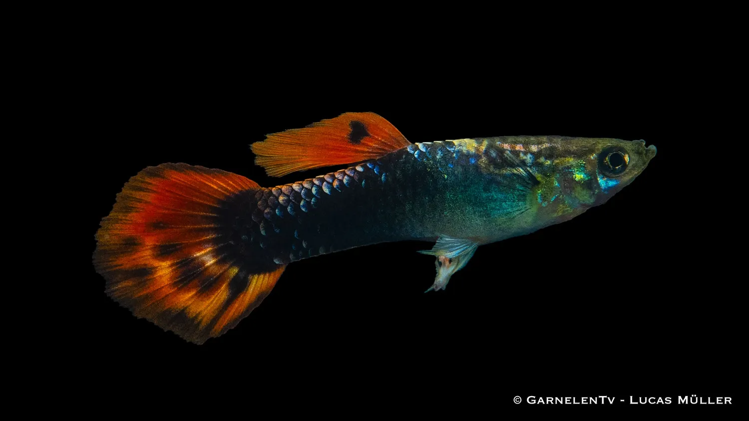 Garnelen TV Dragon Tuxedo guppy hane 3–4 cm