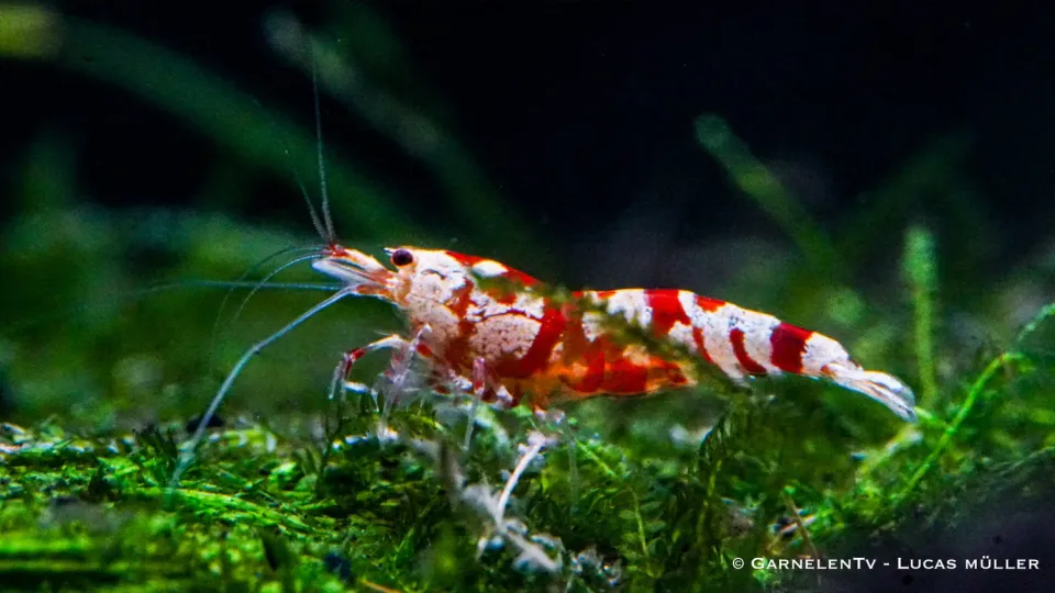 Garnelen TV Red Fancy Tiger Caridina dvärgräka röd 2,5 cm