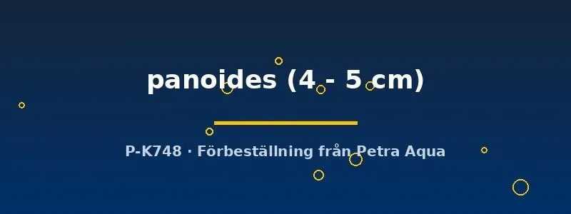 Näsets Ciklidhobby Brachirus panoides flundra 4–5 cm