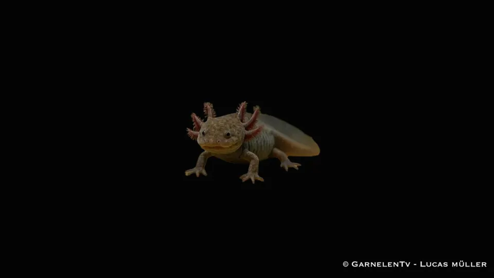 Garnelen TV Axolotl Ambystoma mexicanum groddjur vildfärg