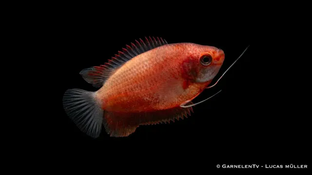 Garnelen TV Colisa labiosa röd gurami akvariefisk 8–9 cm