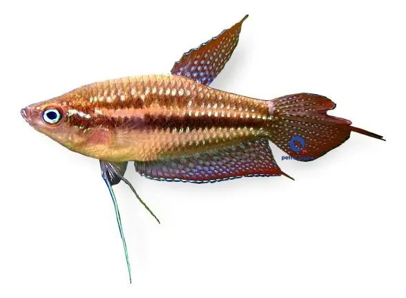 Näsets Ciklidhobby Trichopsis pumilus gurami XL
