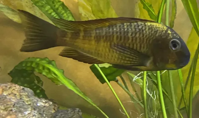 Näsets Ciklidhobby Tropheus Golden Kazumba akvariefisk Tanganyika