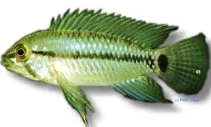Apistogramma caetei 3–4 cm dvärgciklid sydamerikansk