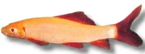 Näsets Ciklidhobby Labeo frenatus albin 7–8 cm haj