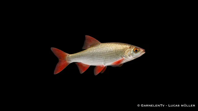 Garnelen TV Rotfeder Scardinius erythrophthalmus stimfisk