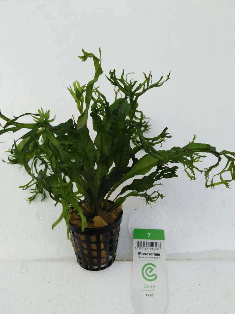 Näsets Microsorium Windelov Easy7 akvarieväxt Easy7 tålig