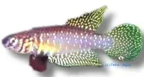 Näsets Ciklidhobby Cynolebias whitei 2,5-4 cm akvariefisk