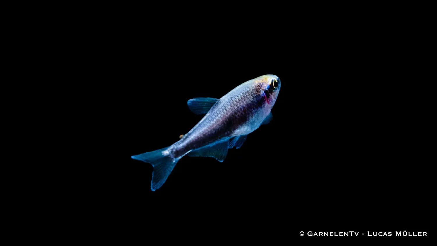 Garnelen TV Kungstetra Super Blue stimfisk blå