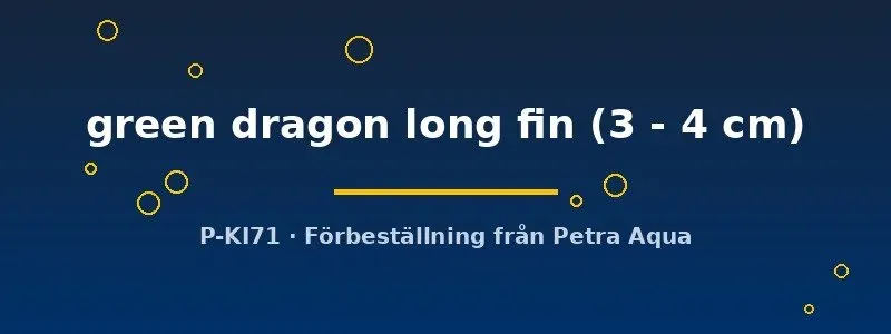Ancistrus Green Dragon mal 3–4 cm long fin