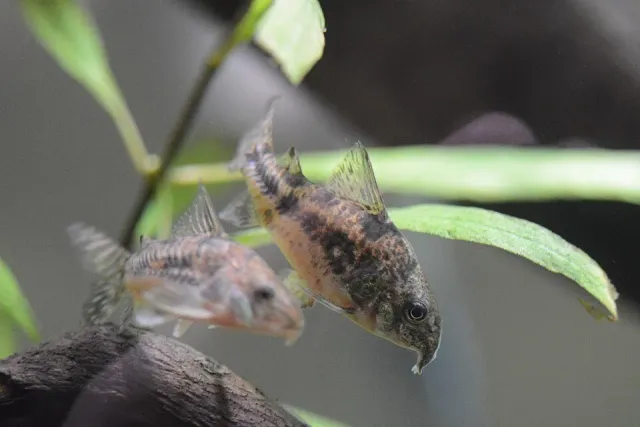 Näsets Ciklidhobby Corydoras paleatus Albino pansarmal XL