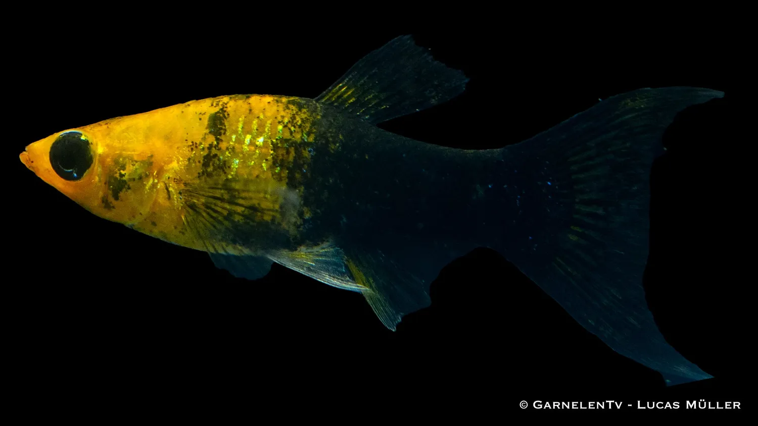 Garnelen TV Molly Goldstaub Lyra akvariefisk Poecilia sphenops