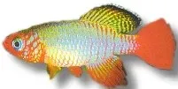 Näsets Ciklidhobby Nothobranchius rubripinis akvariefisk 2,5–3,5 cm