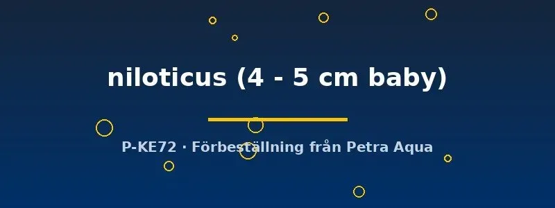 Näsets Ciklidhobby Gymnarchus niloticus rovfisk 4–5 cm baby