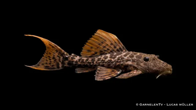 Garnelen TV L273 Titanic Pseudacanthicus sp. L-mal jätte