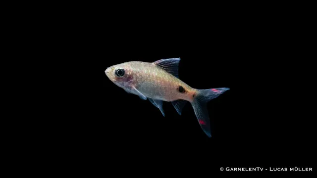 Garnelen TV Mehacola Puntius mehacola barbfisk fredlig