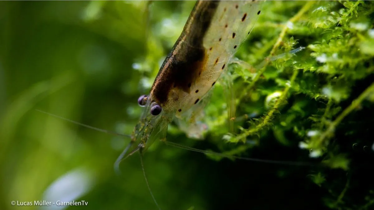 Garnelen TV Amanogarnea Caridina multidentata algräka M 3–4 cm
