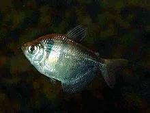 Näsets Ciklidhobby Gymnocorymbus ternetzi sorgmanteltetra