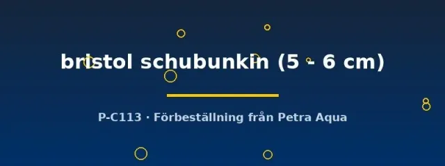 Näsets Ciklidhobby Bristol Schubunkin dammfisk 5–6 cm kallvatten