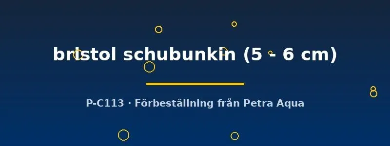 Näsets Ciklidhobby Bristol Schubunkin dammfisk 5–6 cm kallvatten