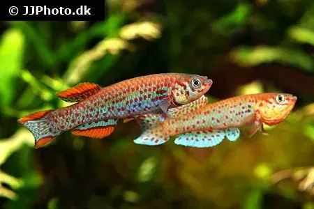 Näsets Ciklidhobby Lyrstjärtskilli Blå Fundulopanchax gardneri akvariefisk 3–4 cm