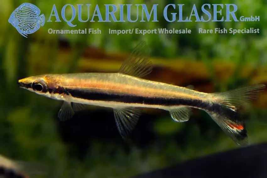Näsets Ciklidhobby Nannostomus unifasciatus akvariefisk lg-xlg stim