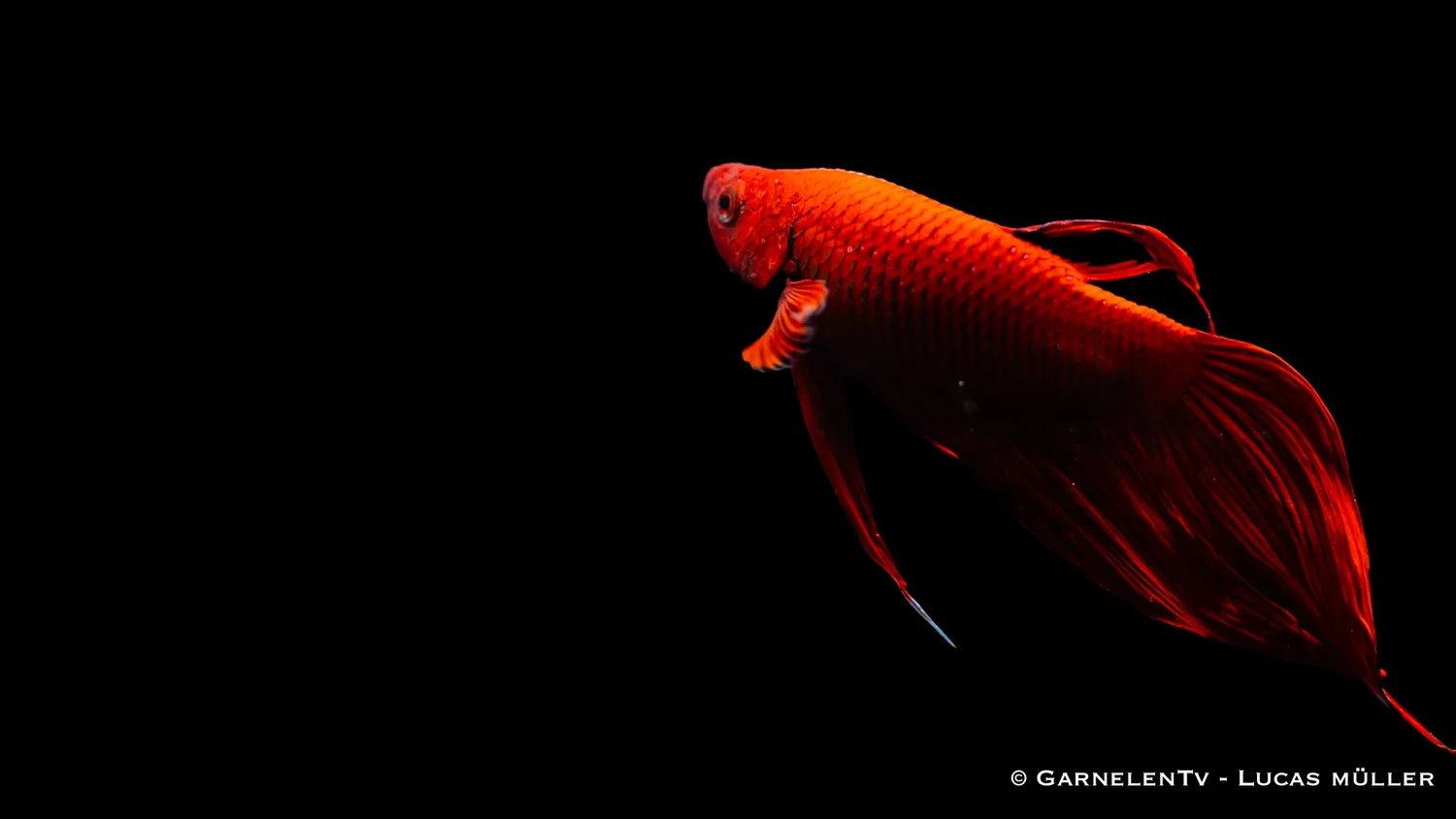 Garnelen TV Betta splendens kampfisk hane kortfenad