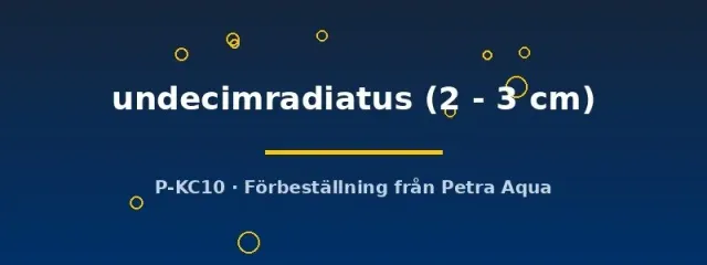 Näsets Ciklidhobby Datnioides undecimradiatus 2–3 cm