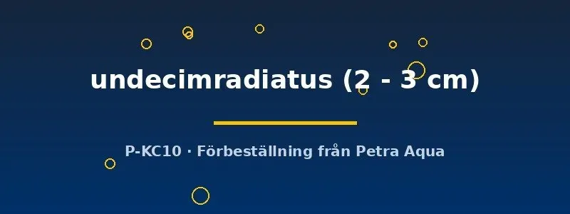 Näsets Ciklidhobby Datnioides undecimradiatus 2–3 cm