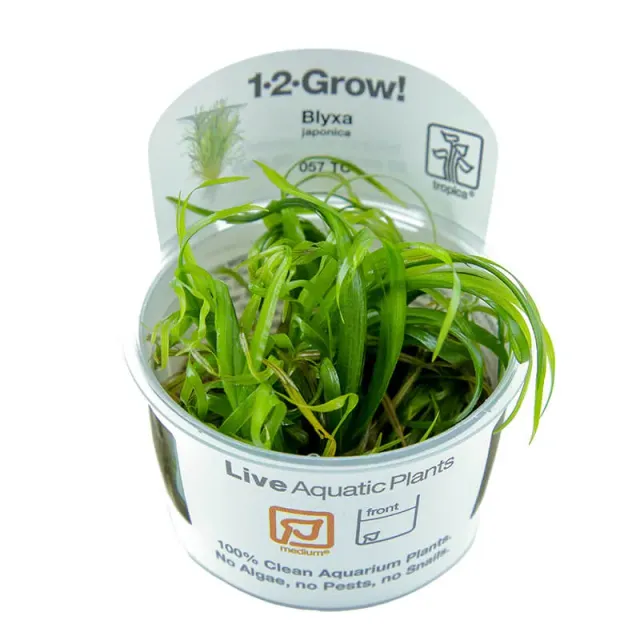 Akvarievalvet Blyxa japonica akvarieväxt tuva