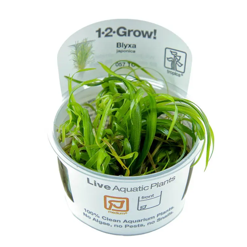 Akvarievalvet Blyxa japonica akvarieväxt tuva