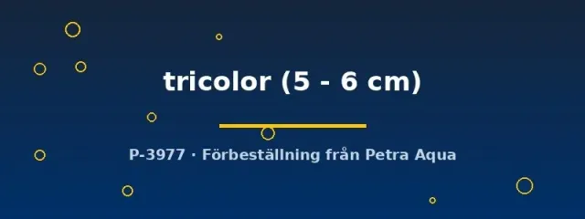 Näsets Ciklidhobby Tricolor svärdbärare 5–6 cm