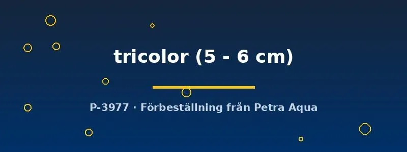 Näsets Ciklidhobby Tricolor svärdbärare 5–6 cm