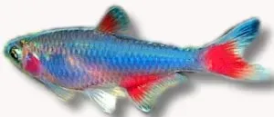 Näsets Ciklidhobby Aphyocharax anisitsi rubripinni tetra XL