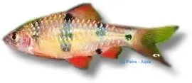Näsets Ciklidhobby Everetts Barb akvariefisk 3,5–4 cm stimbarb