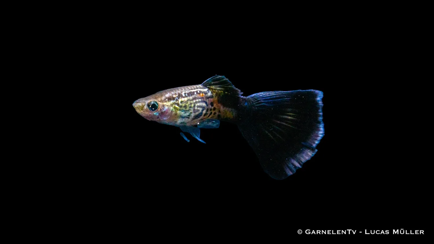 Garnelen TV Guppy Cobra Blue hane Poecilia 3-4 cm