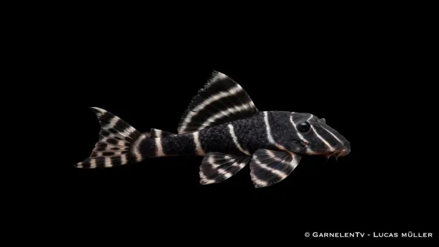 Garnelen TV L204 Panaqolus albivermis mal vedraspande